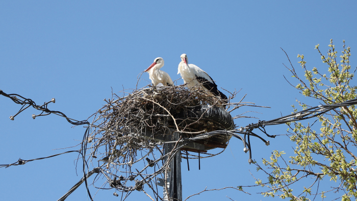 BÜYÜKÇEKMECE'NİN MüDAVİMLERİ LEYLEKLER YENİDEN GELDİ