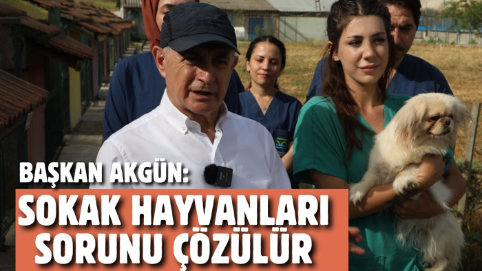 AKGÜN: SOKAK HAYVANLARI SORUNU ÇÖZÜLÜR